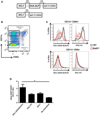 Combination of Synthetic Long Peptides and XCL1 Fusion Proteins Results in Superior Tumor Control